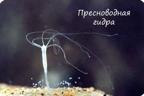 Взлом omg